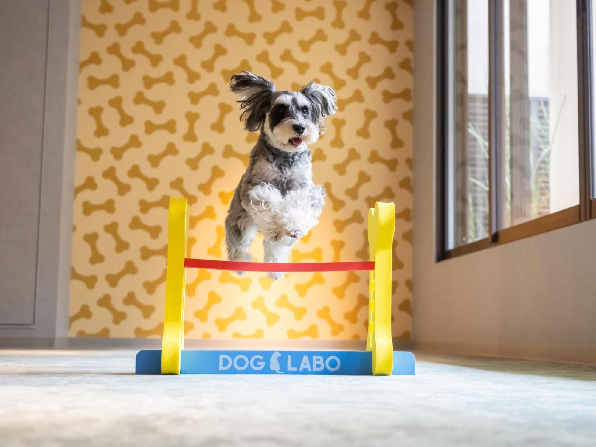 Hotel Anddoggy Kyoto Nijo Kültér fotó