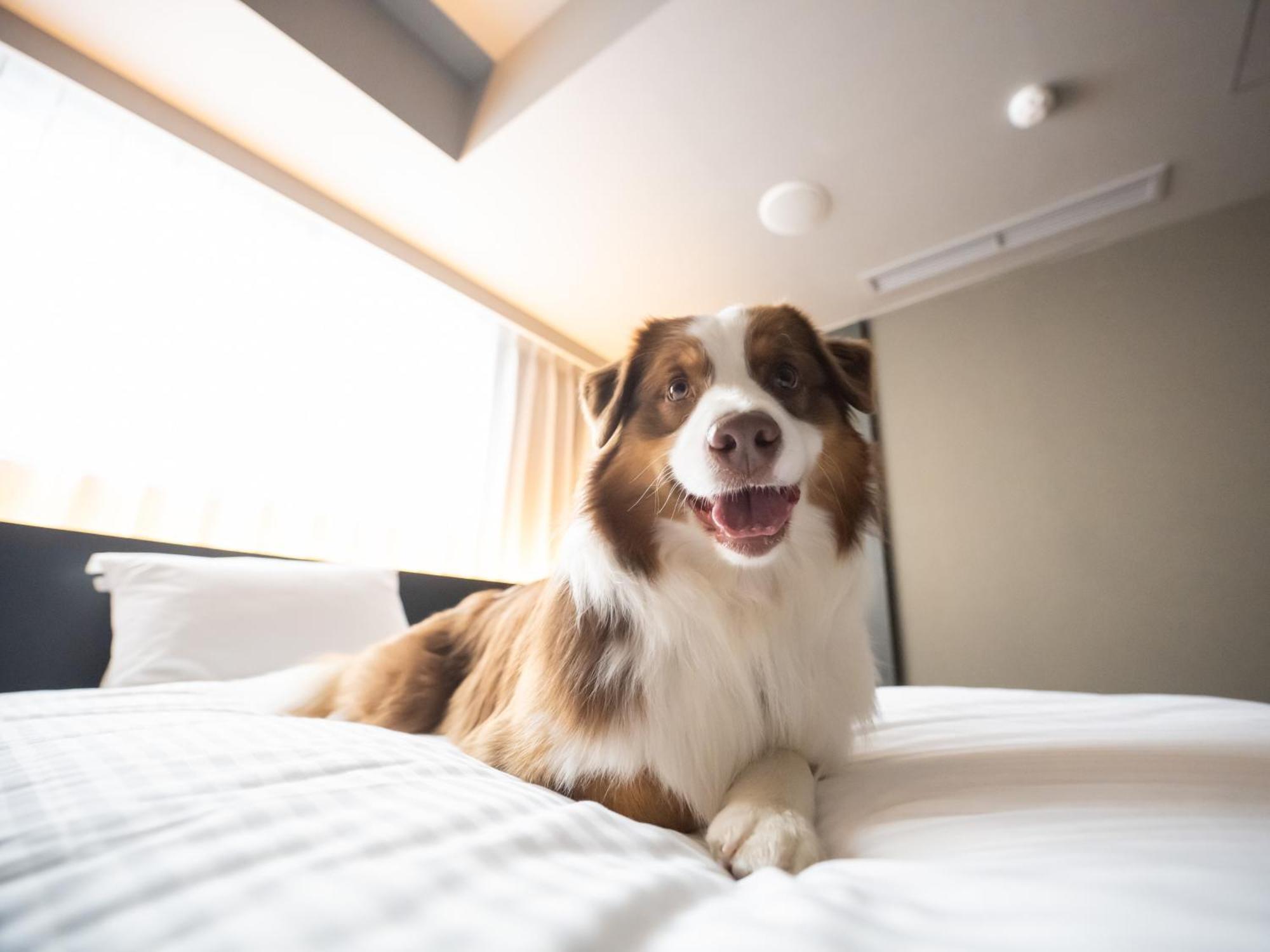 Hotel Anddoggy Kyoto Nijo Kültér fotó