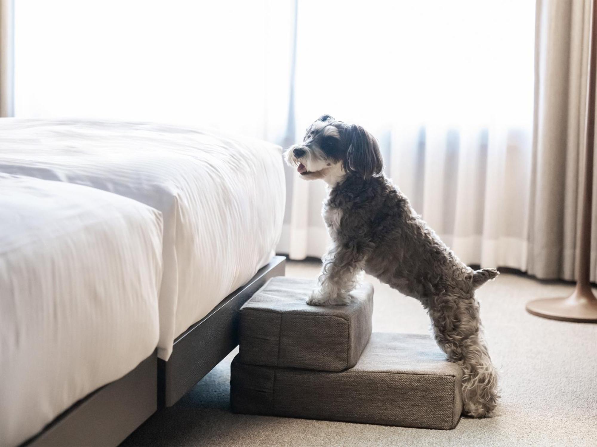 Hotel Anddoggy Kyoto Nijo Kültér fotó